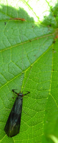 Image 1: On leaf - dorsal view