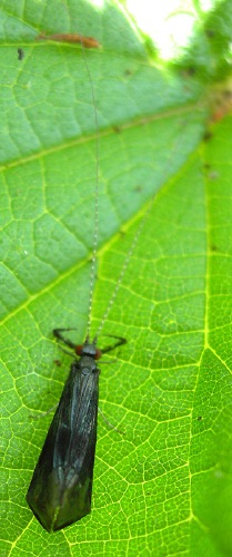Image 2: On leaf - dorsal view (2)