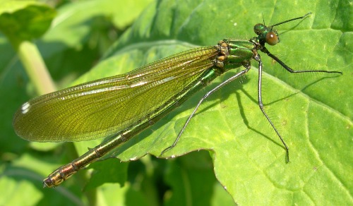 Image 5: Female - oblique view - wings together - in situ - close-up