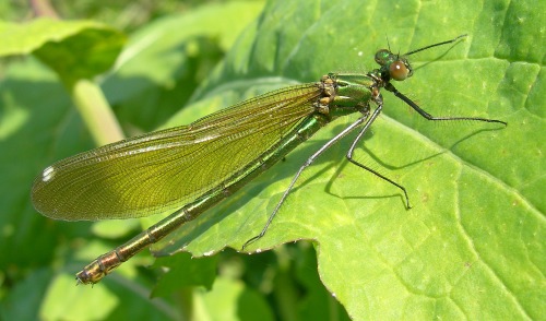 Image 6: Female - oblique view - wings together - in situ - close-up (2)