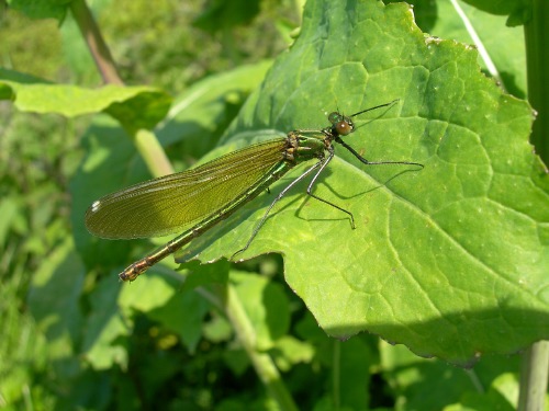 Image 4: Female - oblique view - wings together - in situ (2)