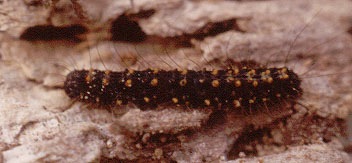 Image 1: Larva