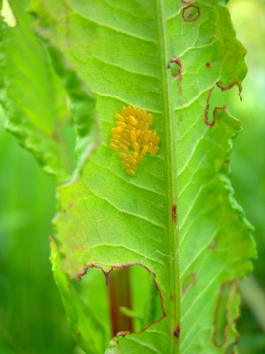 Image 1: Egg mass - in situ