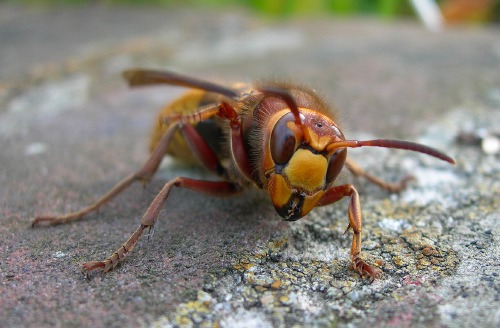 Image 1: Queen - anterior view