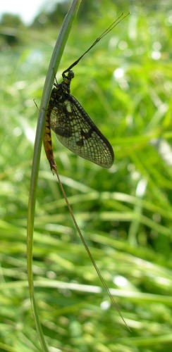 Image 1: In situ - lateral view