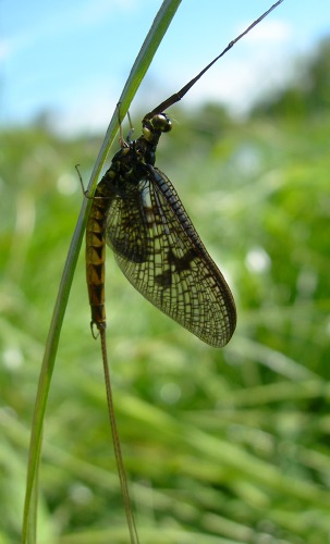 Image 2: In situ - lateral view (2)