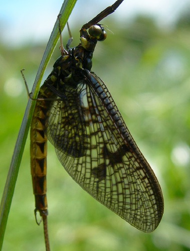 Image 5: In situ - lateral view - close-up