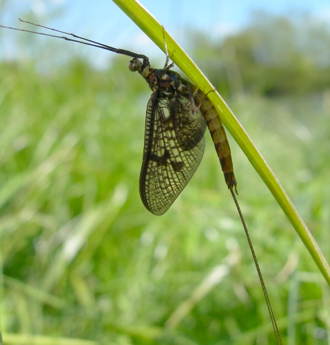 Image 3: In situ - lateral view (3)