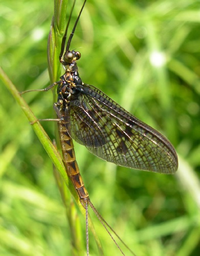 Image 6: In situ - lateral view - close-up (2)