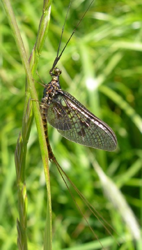 Image 4: In situ - lateral view (4)