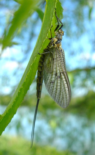 Image 1: Dun - in situ - lateral view