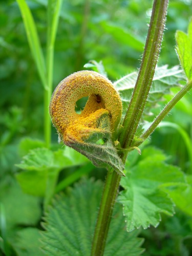 Image 1: Heavily infected Nettle leaf