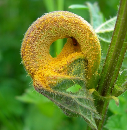 Image 2: Heavily infected Nettle leaf - close-up