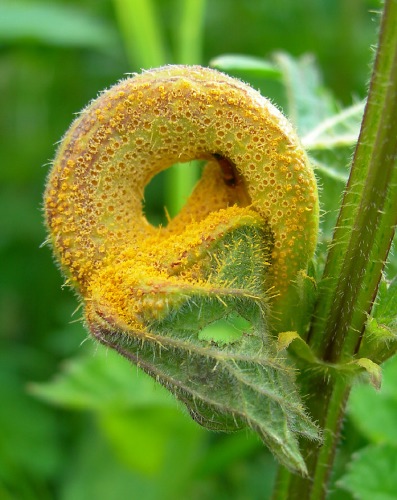 Image 3: Heavily infected Nettle leaf - close-up (2)