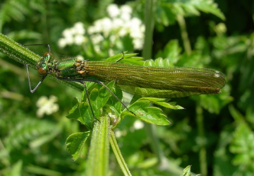 Image 1: Female - dorsal view - wings together - in situ - close-up