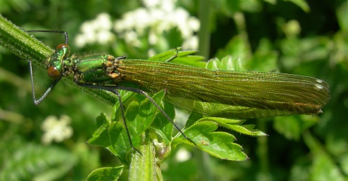 Image 2: Female - dorsal view - wings together - in situ - close-up (2)