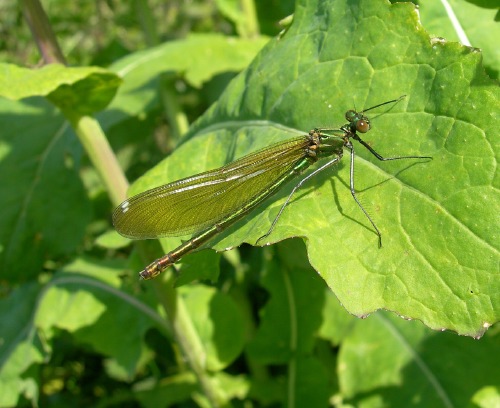 Image 3: Female - oblique view - wings together - in situ