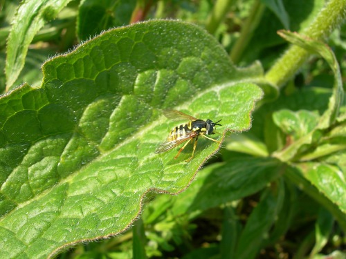 Image 3: In situ