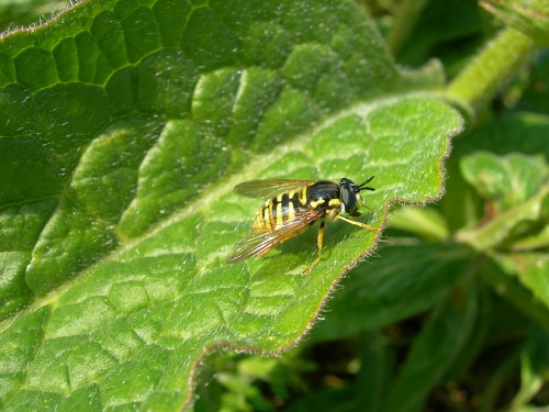 Image 4: In situ (2)