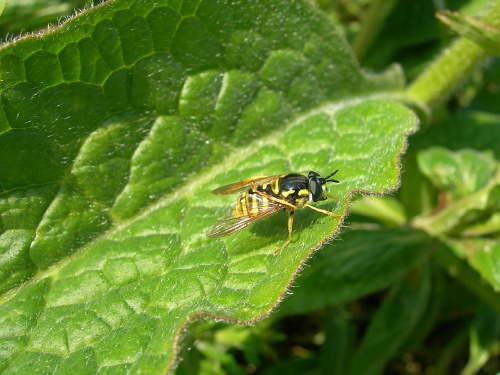 Image 5: In situ (3)