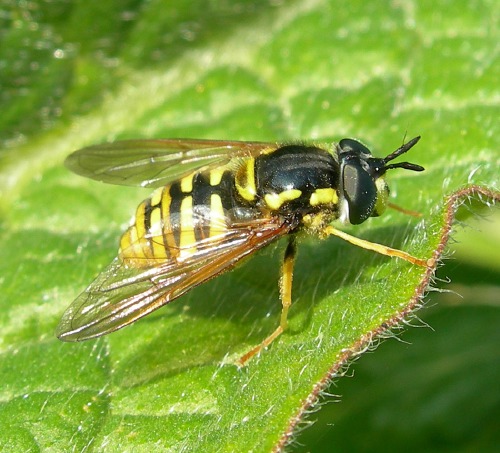 Image 1: Close-up