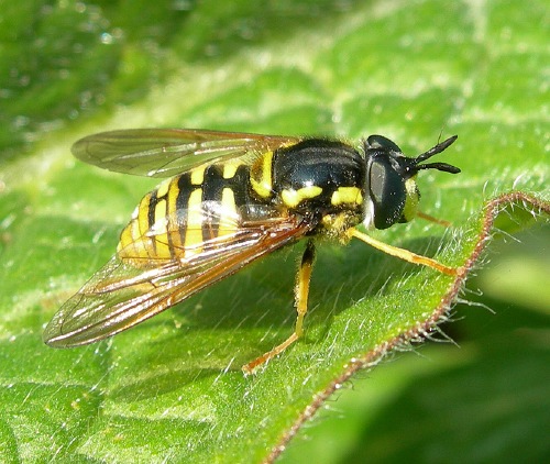 Image 2: Close-up (2)