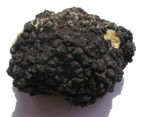 Image 1: Truffle