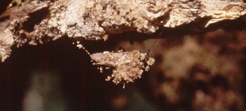 Image 2: Pupa in hammock