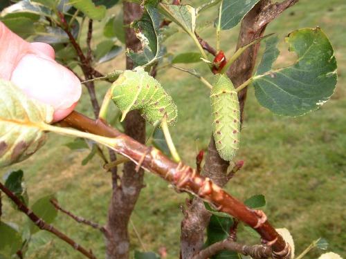 Image 1: Larvae