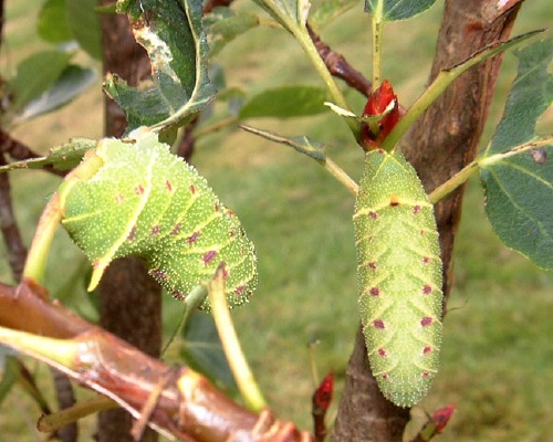 Image 2: Larvae - close-up