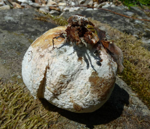 Image 2: Gall - removed from leaf