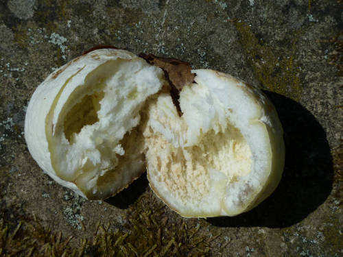 Image 1: Gall - cut in half